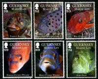 2013 Guernsey Marine Life