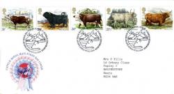 1984 Cattle (Addressed)
