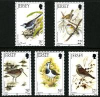 1992 Winter Birds