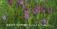 2003 Wild Orchids pack