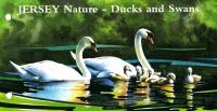 2004 Ducks & Swans pack
