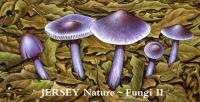 2005 Fungi pack