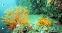 2006 Corals & Anemones Part 1 pack