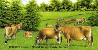 2008 Jersey Cattle Bureau Miniature Sheet pack