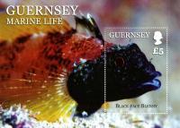 2013 Guernsey Marine Life MS