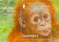 2014 Endangered Species Sumatran Orangutan MS