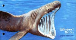 2005 Endangered Species Basking Shark 2nd Series pack