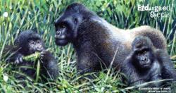 2007 Endangered Gorilla miniature sheet pack