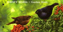 2007 Jersey Birdlife 3 values MS pack