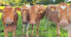 2016 Guernsey Cow, Worls Stamp Show New York MS Pack
