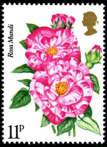 1976 Roses 11p