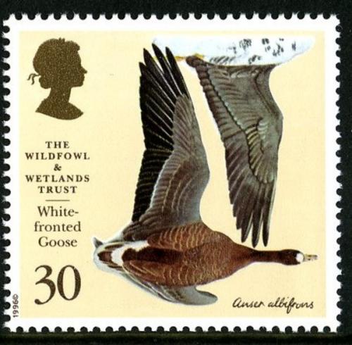 1996 Wildfowl 30p