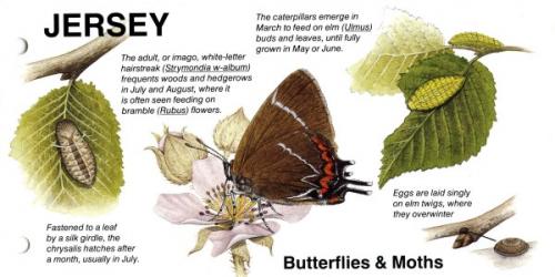 1991 Butterflies & Moths pack