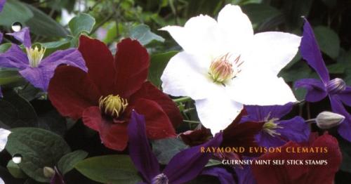 2004 Raymond Evison's Guernsey Clematis Pack
